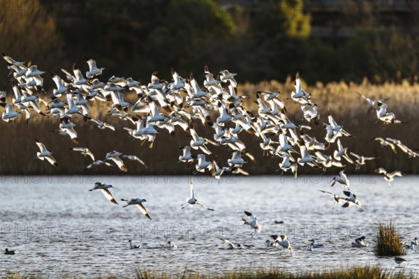 Pied Avocet, Recurvirostra avosetta, birds in flight over winter marshes, Devon, England, United Kingdom