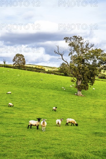 Sheep on Torbay farms, Devon, England, United Kingdom