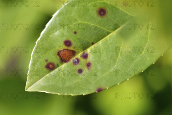 Close-up, close-up, macro shot, disease, infested, shot blight on cherry laurel (Stigmina carpophila) Stuttgart, Baden-Württemberg, Germany