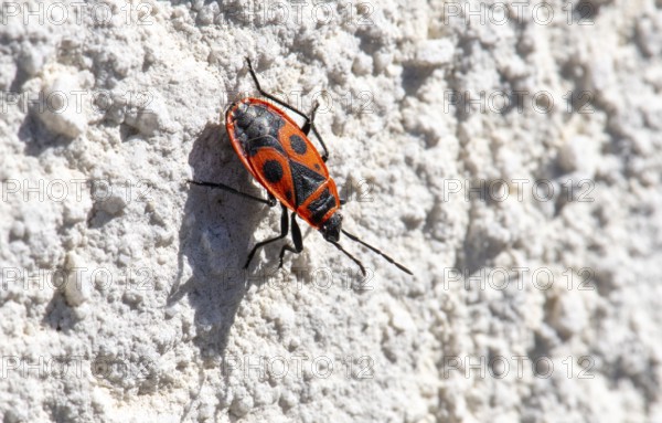 Close-up, close-up, macro shot, fire bug (Pyrrhocoridae) on house wall, Stuttgart, Baden-Württemberg, Germany