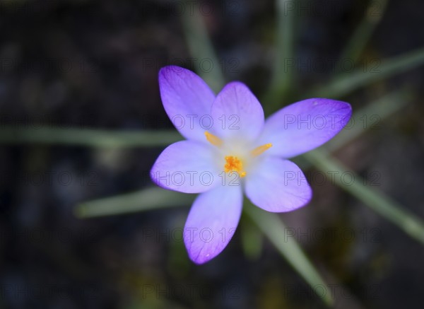 Close-up, close-up, macro shot, crocus, crocuses (Crocus), flower, crocus flower, purple, Stuttgart, Baden-Württemberg, Germany