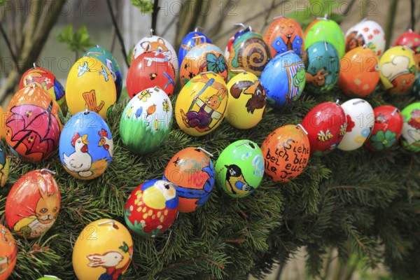 Easter fountain in Franconian Switzerland, Bamberg district, Upper Franconia, Bavaria, Germany, colorful, hand-painted Easter eggs on conifer branches in spring-like nature