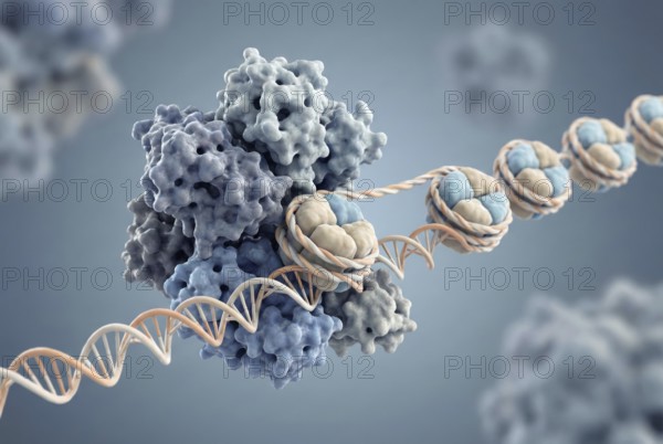 High-resolution molecular illustration of a chromatin remodeling complex that uses ATP energy to move nucleosomes on DNA and thus release gene segments for transcription. Pulmonology, genetics, gene therapy, AI generated