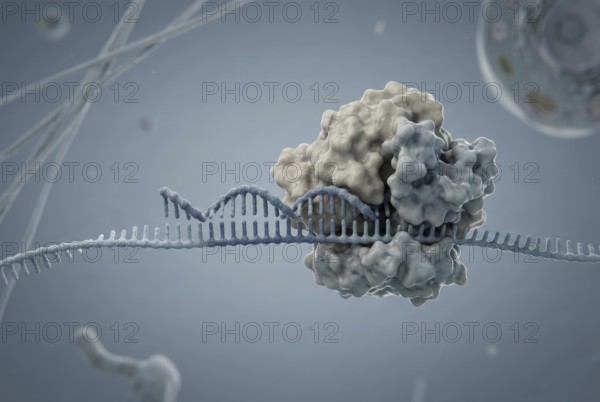 Cellular interior view in which a short microRNA (miRNA) binds to a messenger RNA (mRNA) and thus prevents it from being translated from a ribosome into a protein. Post-transcriptional regulation. Molecular biology, genetics, biotechnology, AI generated