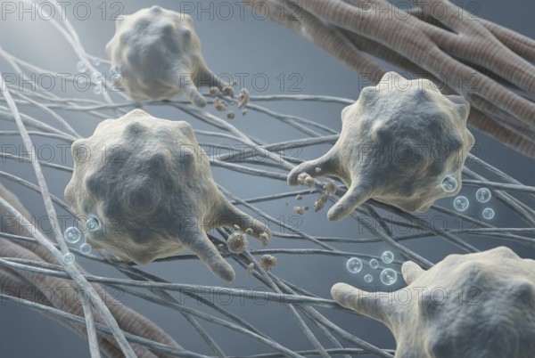 Images of healing (M2) macrophages in cardiac tissue that clear cellular debris after inflammation and promote myocardial tissue regeneration. Virology, infectiology, cardiology, regenerative medicine, pneumology, AI generated