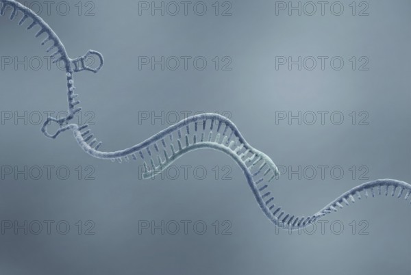 Molecular close-up of an antisense oligonucleotide (ASO) (a short, synthetic piece of DNA, RNA) that binds precisely to a faulty messenger RNA to stop the production of a disease-causing protein. Molecular biology, genetics, biotechnology, AI generated