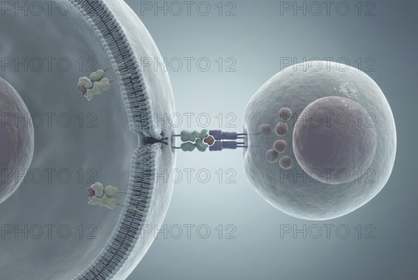 Molecular view of autoantibodies that bind to the surface of an insulin-producing beta cell in the pancreas and mark it for destruction by the immune system. Type 1 diabetes research. immunology, endocrinology, diabetology, pharmacology, AI generated