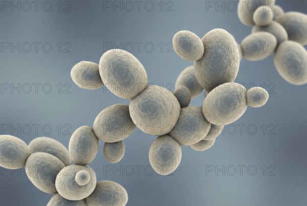 Microscopic 3D visualization of the multi-resistant yeast Candida auris, which shows sprouting yeast cells and an extremely resistant cell wall structure. Microbiology, antibiotic resistance, infectiology, AI generated