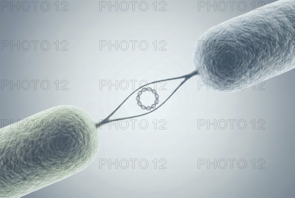 Scientific 3D illustration of two bacteria that are connected via a pilus and exchange a ring-shaped DNA plasmid that contains antibiotic-resistance genes. microbiology, antibiotic resistance, infectiology, pneumology, genetics, gene therapy, molecular biology, AI generated