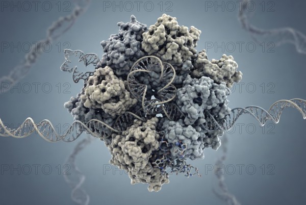 Molecular close-up of a spliceosome complex in the cell nucleus that cleaves introns from a pre-mRNA and joins exons to form the mature messenger RNA (mRNA) . Molecular biology, genetics, biotechnology, AI generated