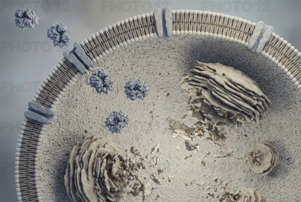 View of a lysosome (the cell's waste disposal system) : Therapeutic recombinant enzymes (enzyme replacement therapy) penetrate and break down accumulated toxic substrates. Treatment of rare diseases. Pneumology, genetics, gene therapy, AI generated