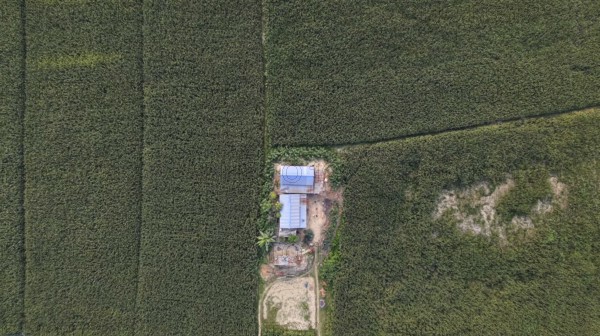 Aerial top-down view of a rural farmhouse surrounded by dense maize fields in the countryside