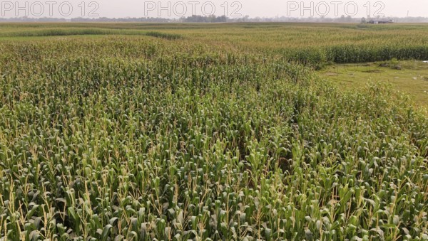 A vast maize field nearing maturity stretches across the rural landscape under a hazy sky