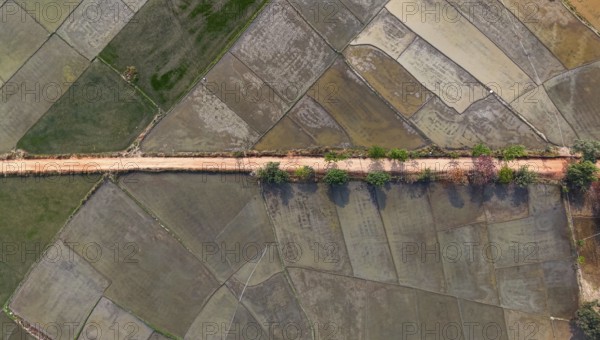 Aerial top-down view of a rural dirt road lined with trees cutting through geometric agricultural fields