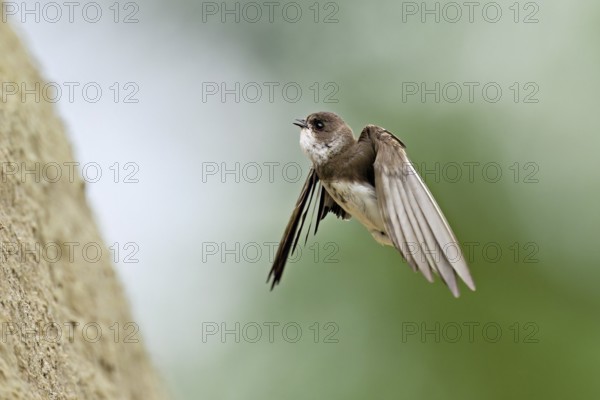 Sand martin (Riparia riparia), approaching the breeding tube, Reussegg nature reserve, Canton Aargau, Switzerland