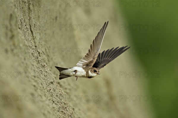 Sand martin (Riparia riparia), taking off from its breeding tube, Reussegg nature reserve, Canton Aargau, Switzerland