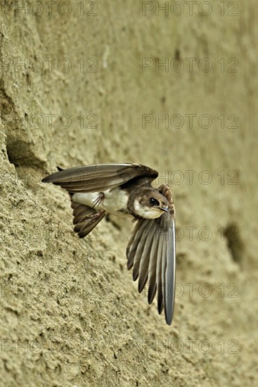 Sand martin (Riparia riparia), taking off from its breeding tube, Reussegg nature reserve, Canton Aargau, Switzerland