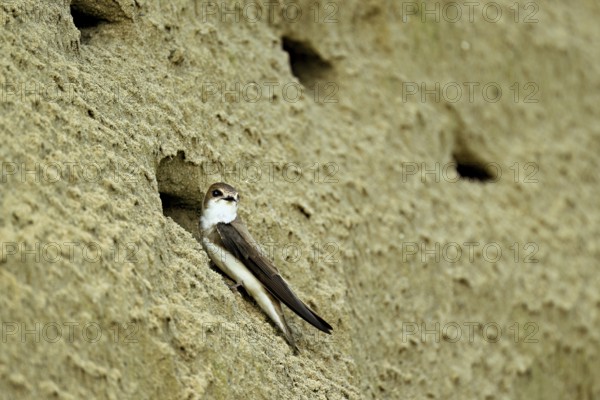 Sand martin (Riparia riparia), at breeding tube, Reussegg nature reserve, Canton Aargau, Switzerland
