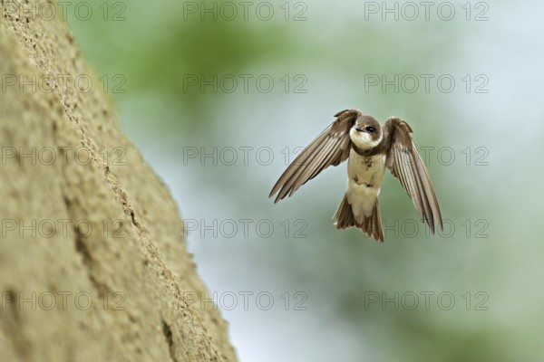 Sand martin (Riparia riparia), approaching the breeding tube, Reussegg nature reserve, Canton Aargau, Switzerland, Stefan Huwiler