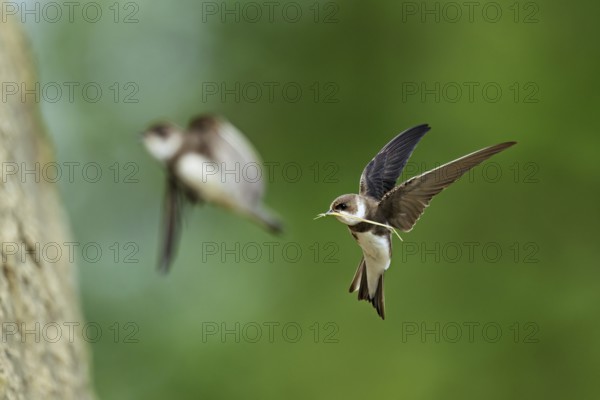Sand martin (Riparia riparia), in flight with nesting material in its beak, Reussegg nature reserve, Canton Aargau, Switzerland