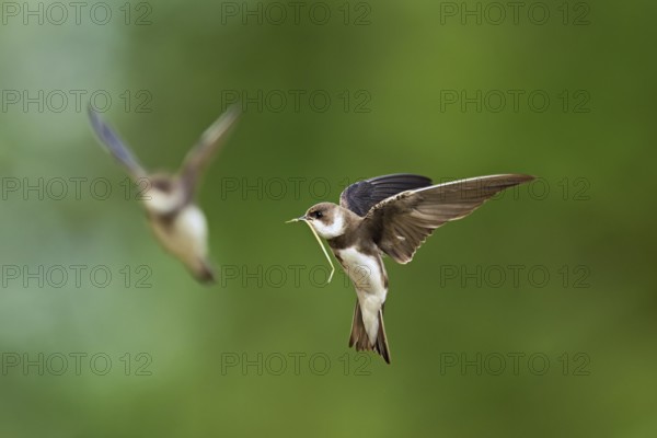 Sand martin (Riparia riparia), in flight with nesting material in its beak, Reussegg nature reserve, Canton Aargau, Switzerland