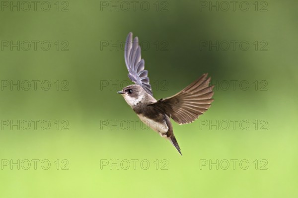 Sand martin (Riparia riparia), in flight, Reussegg nature reserve, Canton Aargau, Switzerland