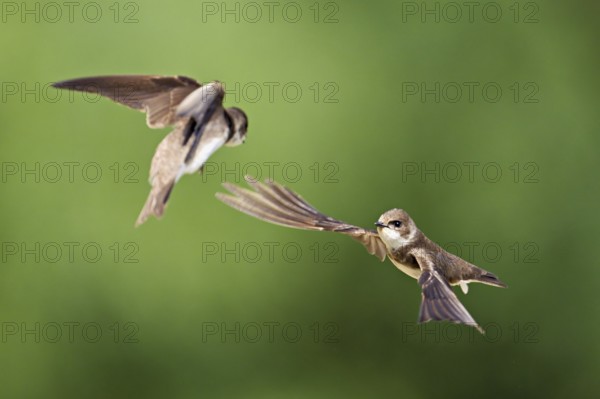 Sand martins (Riparia riparia), in flight, Reussegg nature reserve, Canton Aargau, Switzerland