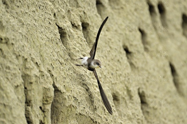 Sand martin (Riparia riparia), taking off from its breeding tube, Reussegg nature reserve, Canton Aargau, Switzerland