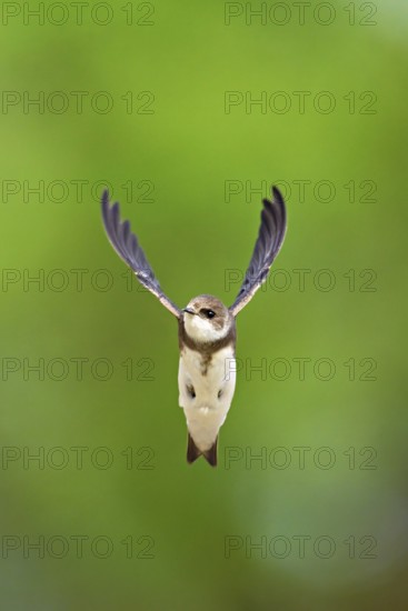 Sand martin (Riparia riparia), in flight, Reussegg nature reserve, Canton Aargau, Switzerland