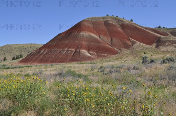 Red hills of Painted Hills surrounded by yellow sunflowers and barren vegetation, John Day Fossil Beds National Monument, Painted Hills Unit, Oregon, USA