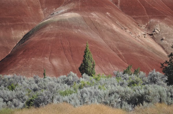 Close-up of a red hill with green vegetation and juniper tree in the foreground, John Day Fossil Beds National Monument, Painted Hills Unit, Oregon, USA