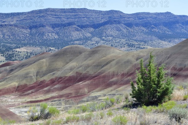 Landscape with colorful hills and green trees in the foreground, John Day Fossil Beds National Monument, Painted Hills Unit, Oregon, USA
