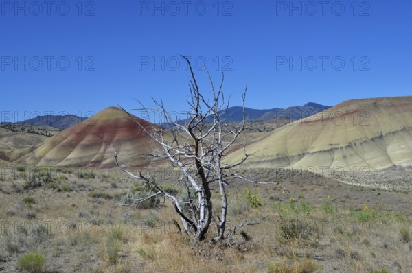 Dead tree in the foreground against colorful striped hills under a clear sky, John Day Fossil Beds National Monument, Painted Hills Unit, Oregon, USA
