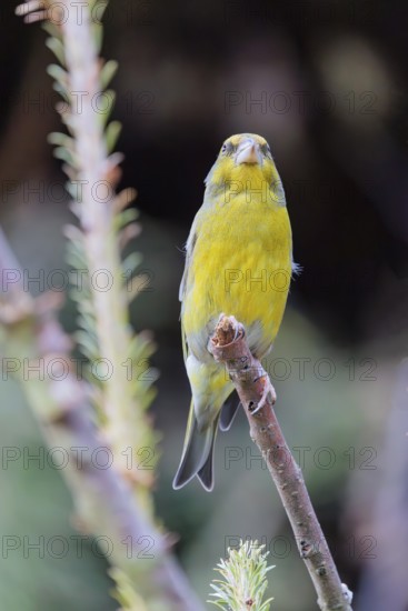 A male yellowhammer (Emberiza citrinella) sits on a twig. Bavaria, Germany