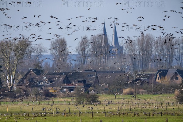Bislicher Insel, nature reserve on the Rhine, Altrheinarm, near Xanten, Lower Rhine, Wesel district, one of the few floodplain landscapes in Germany, over 20, 000 wild birds, many arctic geese species pause and hibernate here, here white-cheeked geese and coot geese, in the back of St. Victor Cathedral in Xanten, North Rhine-Westphalia, Germany