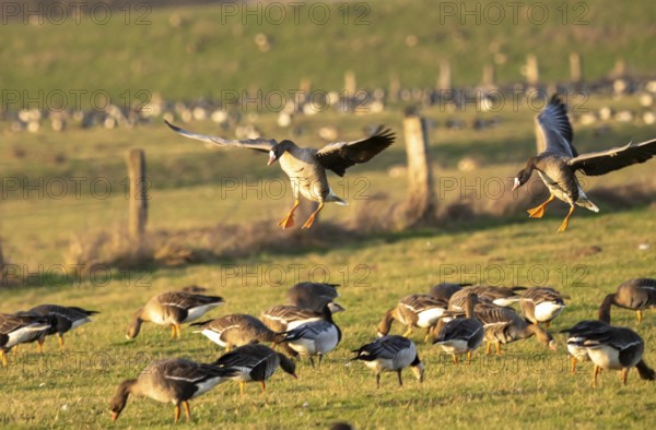 Bislicher Insel, nature reserve on the Rhine, Altrheinarm, near Xanten, Lower Rhine, Wesel district, one of the few floodplain landscapes in Germany, in winter over 20, 000 wild birds, many arctic geese species pause and hibernate, here coot geese, North Rhine-Westphalia, Germany