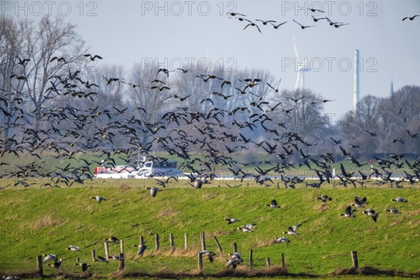 Bislicher Insel, nature reserve on the Rhine, Altrheinarm, near Xanten, Lower Rhine, Wesel district, one of the few floodplain landscapes in Germany, in winter over 20, 000 wild birds, many arctic geese species pause and hibernate, here white-cheeked geese and coot geese, light flood, Rhine dike, cargo ship on the Rhine, North Rhine-Westphalia, Germany