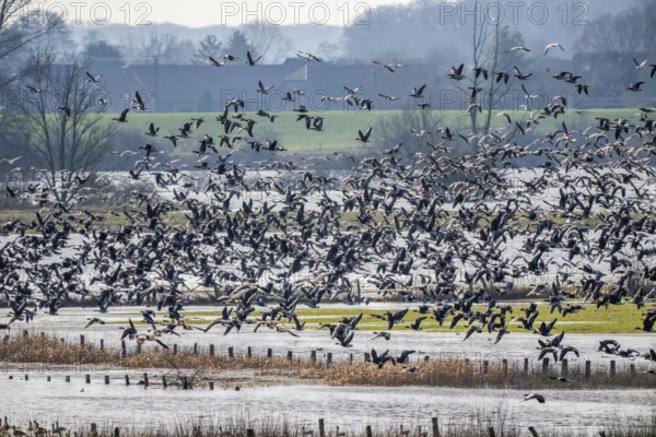 Bislicher Insel, nature reserve on the Rhine, Altrheinarm, near Xanten, Lower Rhine, Wesel district, one of the few floodplain landscapes in Germany, over 20, 000 wild birds, many arctic geese species pause and hibernate here, here white-cheeked geese and coot geese, slight floods in the floodplain meadows, North Rhine-Westphalia, Germany