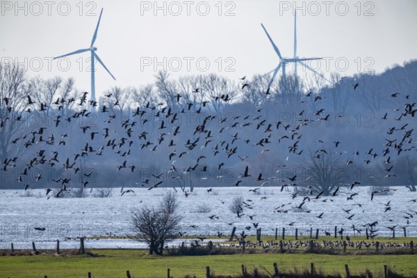 Bislicher Insel, nature reserve on the Rhine, Altrheinarm, near Xanten, Lower Rhine, Wesel district, one of the few floodplain landscapes in Germany, over 20, 000 wild birds, many arctic geese species take a break and hibernate here, here white-cheeked geese and coot geese, slight floods in the floodplain meadows, wind farm North Rhine-Westphalia, Germany