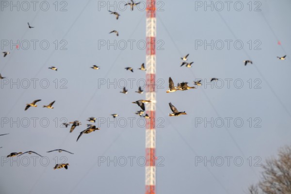 Bislicher Insel, nature reserve on the Rhine, Altrheinarm, near Xanten, Lower Rhine, Wesel district, one of the few floodplain landscapes in Germany, in winter over 20, 000 wild birds, many arctic geese species pause and hibernate, here white-cheeked geese and coot geese, in the back the Wesel station, 320, 8-meter high, weaved steel truss mast, for DAB radio and television reception, North Rhine-Westphalia, Germany