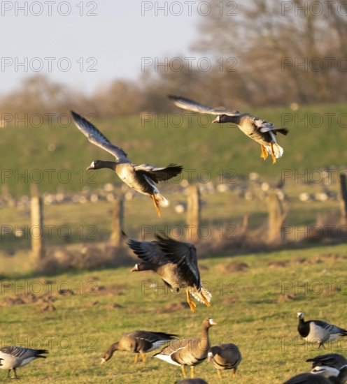 Bislicher Insel, nature reserve on the Rhine, Altrheinarm, near Xanten, Lower Rhine, Wesel district, one of the few floodplain landscapes in Germany, in winter over 20, 000 wild birds, many arctic geese species pause and hibernate, here coot geese, North Rhine-Westphalia, Germany