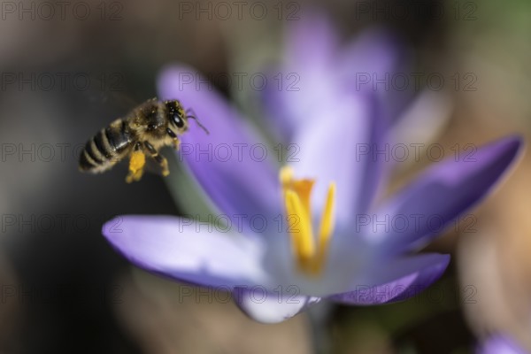 Honey bee (Apis mellifera) on elfin crocus (Crocus tommasinianus), Emsland, Lower Saxony, Germany
