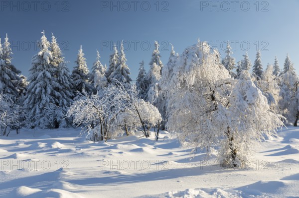 Sunny winter landscape with snow-covered trees, bushes, trails and branches covered with hoarfrost on the Ore Mountains Ridge, Zinnwald-Georgenfeld, Altenberg, Eastern Ore Mountains, Saxony, Germany