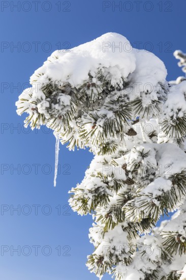 Thick snowy branch of a conifer tree with icicles, Erzgebirgskamm, Zinnwald-Georgenfeld, Altenberg, Eastern Ore Mountains, Saxony, Germany