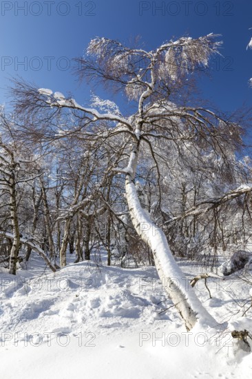 Sunny winter landscape with snow-covered trees, bushes, trails and branches covered with hoarfrost on the Ore Mountains Ridge, Zinnwald-Georgenfeld, Altenberg, Eastern Ore Mountains, Saxony, Germany