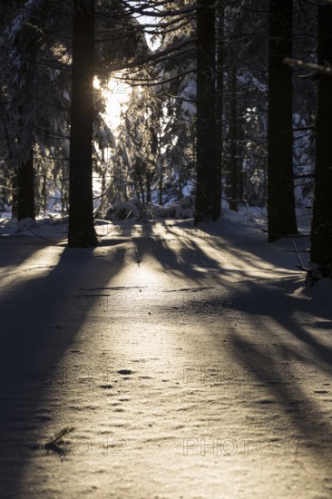 Sunny winter landscape with snow-covered trees, bushes, trails and branches covered with hoarfrost on the Ore Mountains Ridge, Zinnwald-Georgenfeld, Altenberg, Eastern Ore Mountains, Saxony, Germany