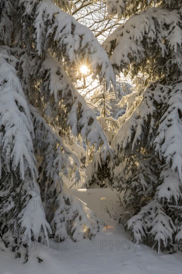 Sun shines through snow-covered branches of conifers, Erzgebirgskamm, Zinnwald-Georgenfeld, Altenberg, Eastern Ore Mountains, Saxony, Germany