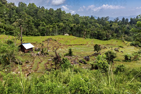 Small cabin surrounded by terraced rice paddies and lush vegetation, under blue skies, the rice paddies on the Horton Plan plain in Sri Lanka