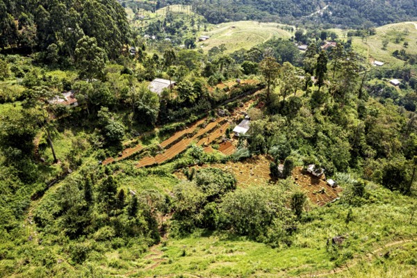 Dense green forest and hilly landscape with scattered buildings and clear plains, fields and agriculture on the slopes of Horton Plans in Sri Lanka