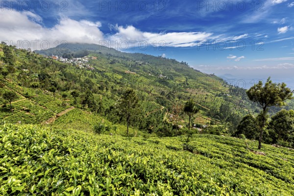 Green tea fields and wooded hills under blue sky with clouds, tea plantations on the slopes of Horton Plans in Sri Lanka